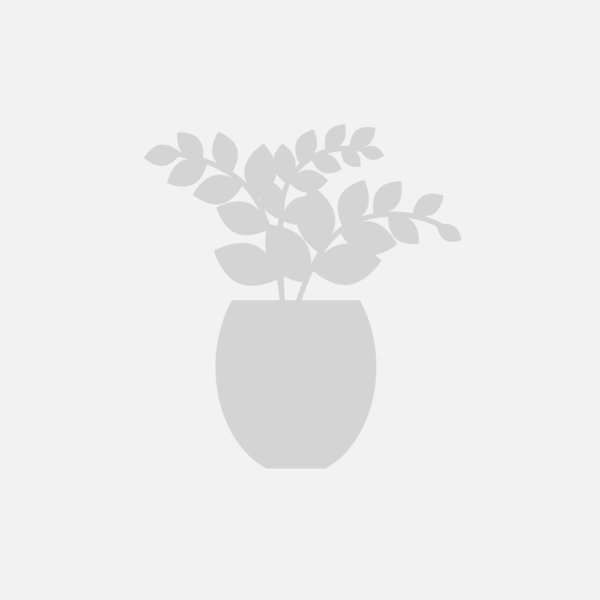How To Make An Plant Wall Indoors How To Make An Plant Wall Indoors